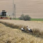 Наш гурбетчия бесен от хленченето във Фейса: Върнете се на нивата!