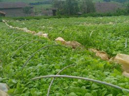 25 евро на ден и квартира за наши тютюнджии в Гърция