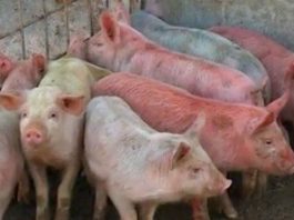 Чужденец брои 20 хиляди евро за българско шарено прасенце