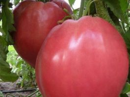 BG доматът е най-вкусен в целия свят! Ето на какво се дължи уникалният вкус