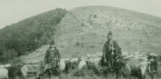 В родопското село на кехаите овцете били над 18 000