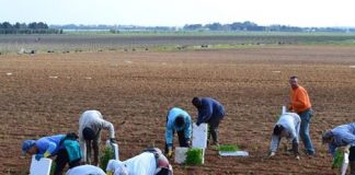 Хиляди българи работят при нечовешки условия в Италия