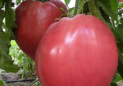 BG доматът е най-вкусен в целия свят! Ето на какво се дължи уникалният вкус